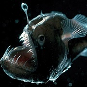 Anglerfish