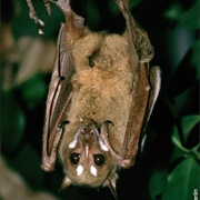 Mindoro Stripe-Faced Fruit Bat