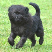 Affenpinscher