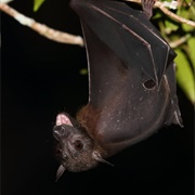 Biak Naked-Backed Fruit Bat