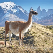 Torres Del Paine National Park, Chile