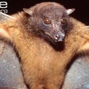 Sulawesi Harpy Fruit Bat