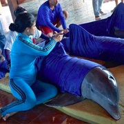 Delfinario Rehab Tour, Cuba