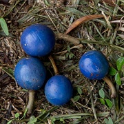 Silver Quandong Fruit