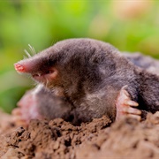 American Shrew Mole