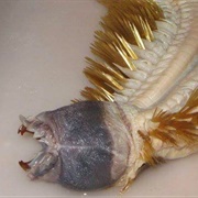 Antarctic Scale Worm