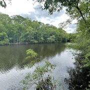 Boardwalk Loop Trail, Congaree National Park