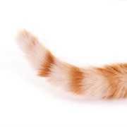 Tail