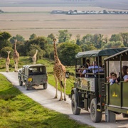 Port Lympne Wild Animal Park, Kent, England