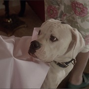 Chance (Homeward Bound: The Incredible Journey, 1993)