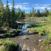 Griffith Woods, Calgary