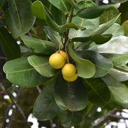 Bulletwood (Manilkara Bidentata)