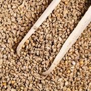 Burgu Millet (Echinochloa Stagnina)