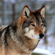 Eastern Timber Wolf