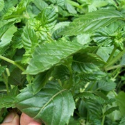 Chinese Mesona (Platostoma Palustre)