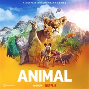 Animal