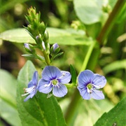 American Brooklime (Veronica Americana)