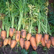 Guerande Carrot
