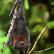 Lyle's Flying Fox