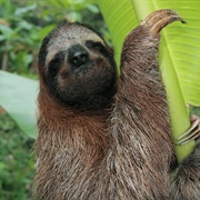 Three Toed Sloth