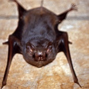 Gray Sac-Winged Bat