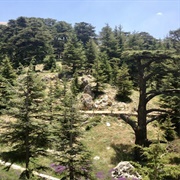 The Cedars of God, Lebanon
