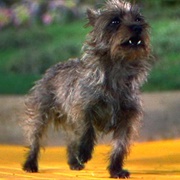 Toto (The Wizard of Oz, 1939)