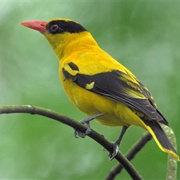 Old World Oriole