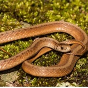 De Kay's Brown Snake