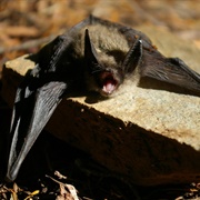 Keen's Myotis
