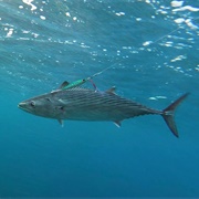 Atlantic Bonito