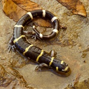 Ringed Salamander