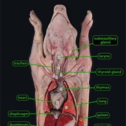 Dissection of Fetal Pig