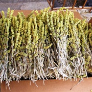 Ironwort (Sideritis Syriaca)