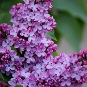 Lilac