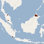 Gilded Tube-Nosed Bat