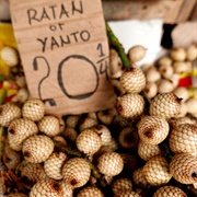 Common Rattan (Calamus Rotang)