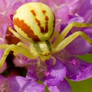 Crab Spider