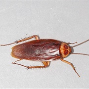 American Cockroach