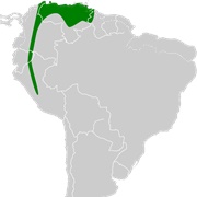 Broad-Toothed Tailless Bat