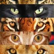 Big Cats
