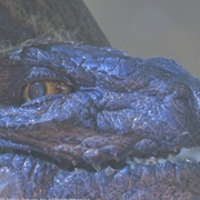 Baby Godzilla (1998)