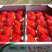 Tochiotome Strawberries