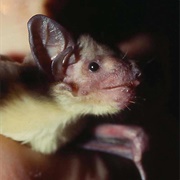 African Yellow Bat