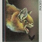 Fraternal Myotis