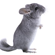 Chinchilla
