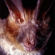Egyptian Slit-Faced Bat