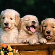 Golden Retriever Puppy