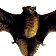 New Zealand Long-Tailed Bat