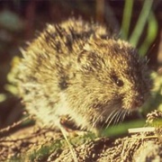 Gray-Tailed Vole